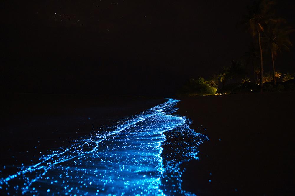 bioluminescent plankton